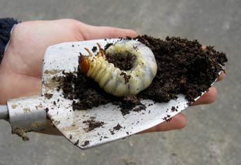 big larva