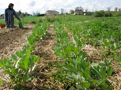 broad beans