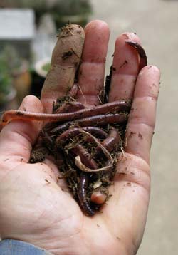 worms