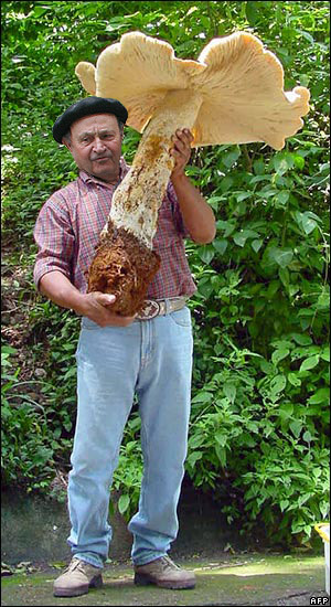 girolle king