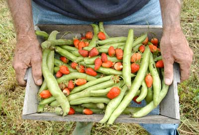 first fruits
