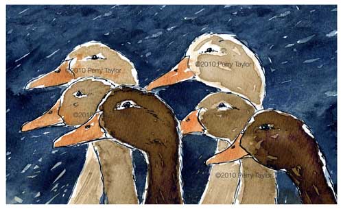 ink drawing f ducks on a blue background